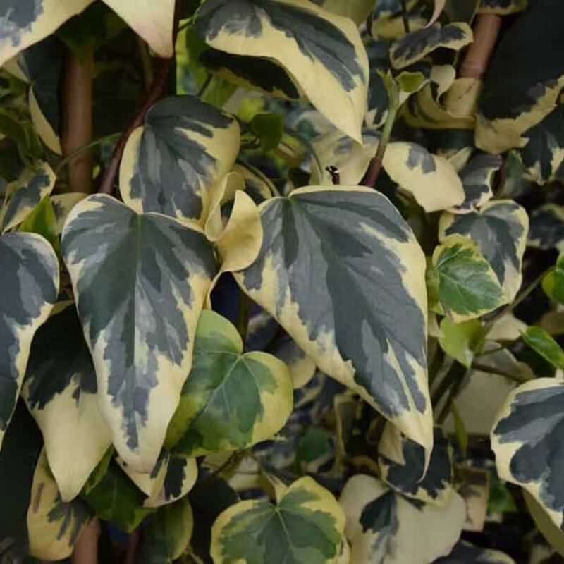 Hedera colchica 'Dentata Variegata' (v) 60-80 cm